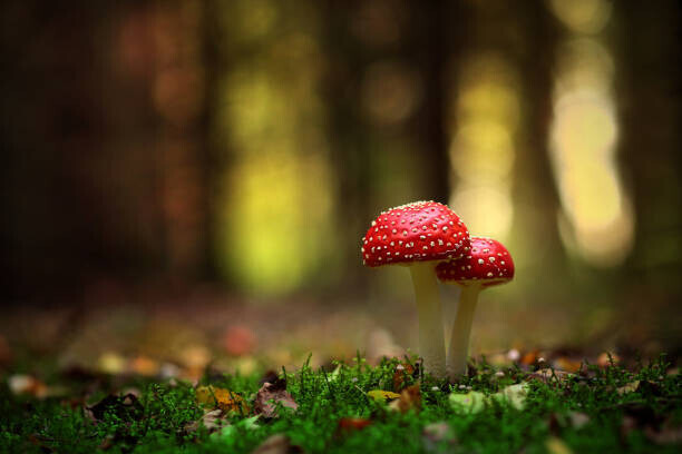 Vadim Morozov / 500px Plakát, Obraz - Macro Image, Vadim Morozov / 500px, 40 × 26.7 cm