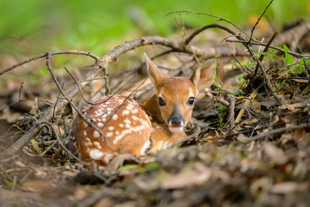jared lloyd Plakát, Obraz - Newborn white-tailed deer fawn on forest floor, jared lloyd, 40 × 26.7 cm