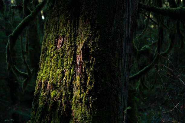 GETTY Plakát, Obraz - tree trunk with many attachment, 40 × 26.7 cm