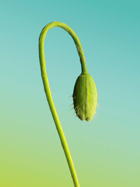 Roc Canals Plakát, Obraz - Bud, Roc Canals, 30 × 40 cm