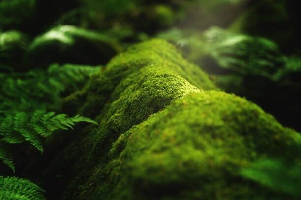 Wirestock Plakát, Obraz - Closeup shot of moss and plants, Wirestock, 40 × 26.7 cm