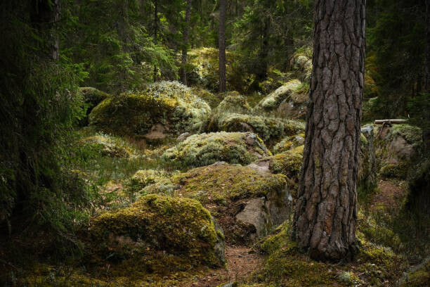Schon Plakát, Obraz - Forest environment in a primeval forest, Schon, 40 × 26.7 cm
