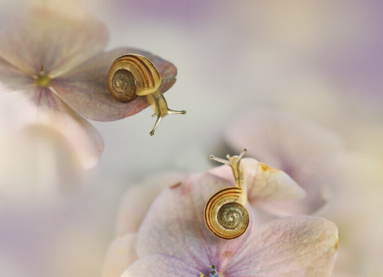 Ellen van Deelen Plakát, Obraz - Little snails, Ellen van Deelen, 40 × 30 cm
