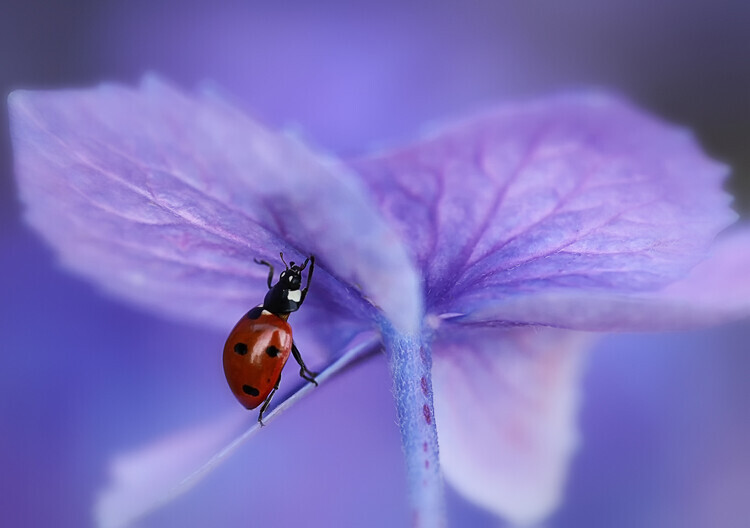 Ellen van Deelen Plakát, Obraz - Ladybird on purple hydrangea, Ellen van Deelen, 40 × 26.7 cm