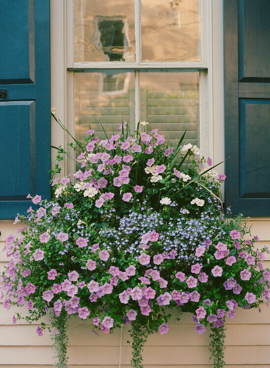 Bethany Young Plakát, Obraz - Charleston Blooms II, Bethany Young, 30 × 40 cm