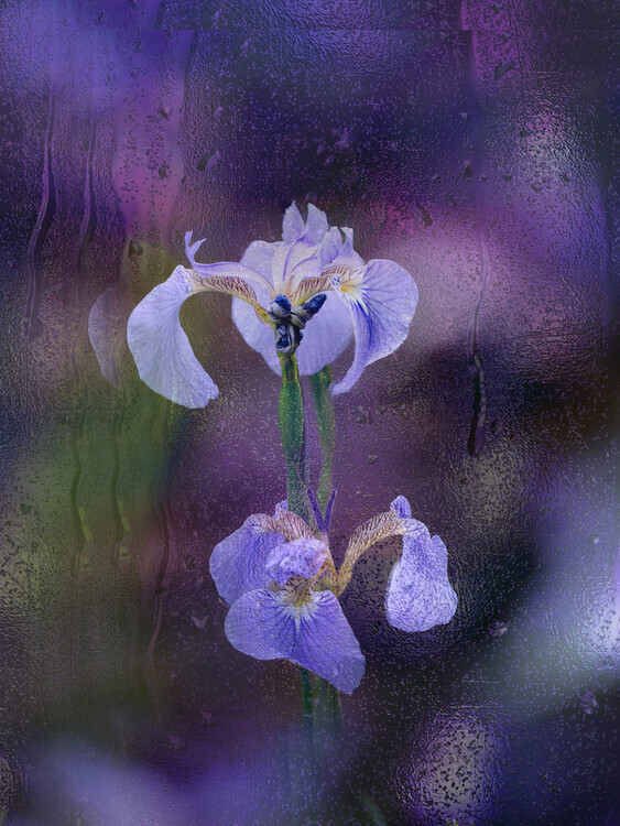 YoungIl Kim Plakát, Obraz - Iris in rain, YoungIl Kim, 30 × 40 cm