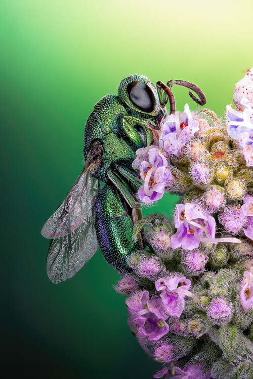 Sherif Abdallah Plakát, Obraz - Cuckoo wasp, Sherif Abdallah, 26.7 × 40 cm