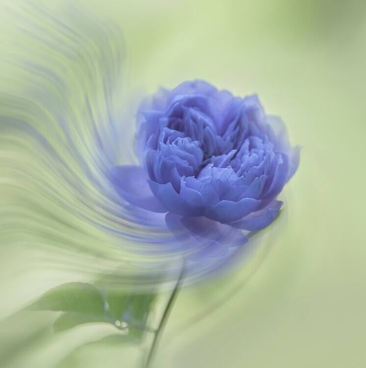 Judy Tseng Plakát, Obraz - Blue rose, Judy Tseng, 40 × 40 cm