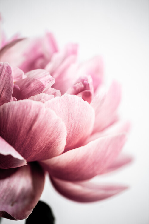 Mareike Böhmer Plakát, Obraz - Peony 1, Mareike Böhmer, 26.7 × 40 cm