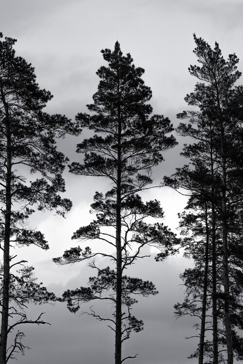 Mareike Böhmer Plakát, Obraz - Swedish Trees, Mareike Böhmer, 26.7 × 40 cm