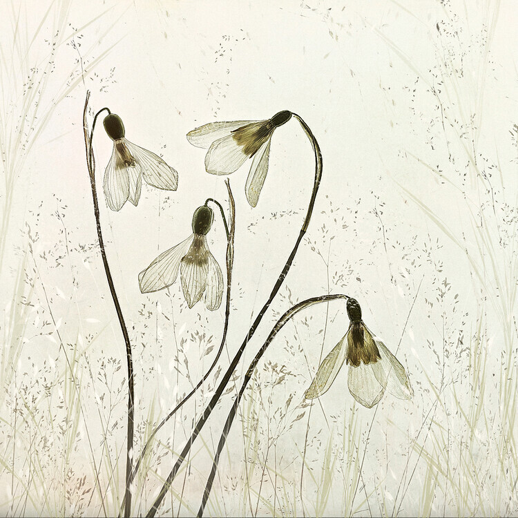 Nel Talen Plakát, Obraz - Springtime!, Nel Talen, 40 × 40 cm
