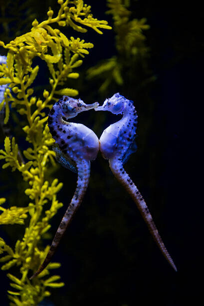 Mark Newman Plakát, Obraz - Potbelly sea horse, Mark Newman, 26.7 × 40 cm
