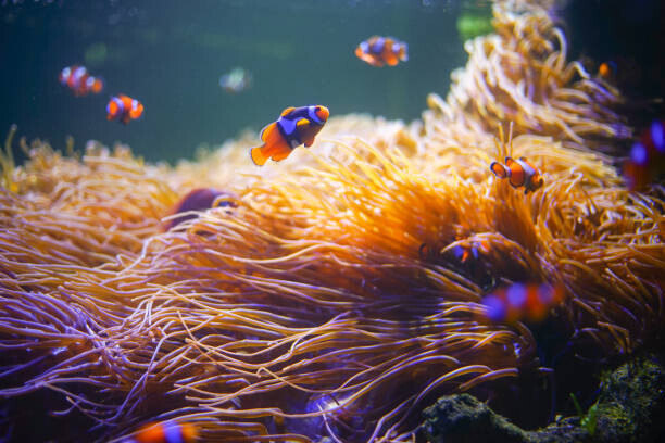 krisanapong detraphiphat Plakát, Obraz - Clownfish,Anemonefish,Wonderful and beautiful underwater world with, krisanapong detraphiphat, 40 × 26.7 cm