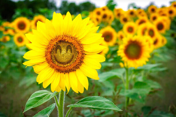 Joe Regan Plakát, Obraz - Comical Sunflower, Joe Regan, 40 × 26.7 cm