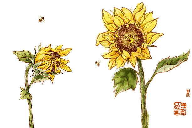 BJI / Blue Jean Images Plakát, Obraz - Sunflowers, BJI / Blue Jean Images, 40 × 26.7 cm