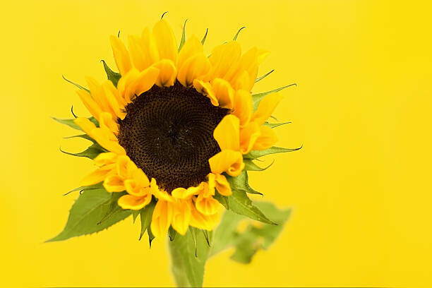 Dizzy Plakát, Obraz - Sunflower, Dizzy, 40 × 26.7 cm