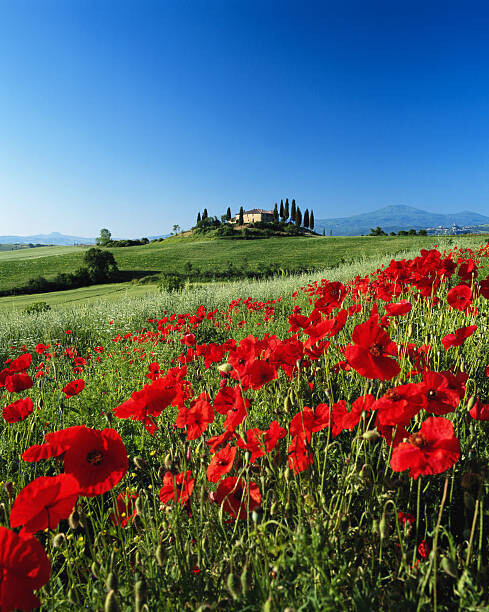 David C Tomlinson Plakát, Obraz - Italy, Tuscany, Val d'Orcia, farmhouse on, David C Tomlinson, 30 × 40 cm