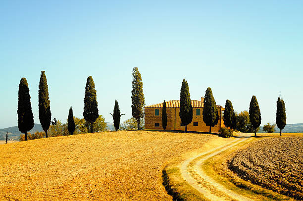 Lisa-Blue Plakát, Obraz - Farmhouse and Cypress Trees, Lisa-Blue, 40 × 26.7 cm