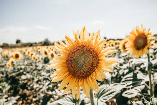 Carol Yepes Plakát, Obraz - sunflowers in Italy, Carol Yepes, 40 × 26.7 cm