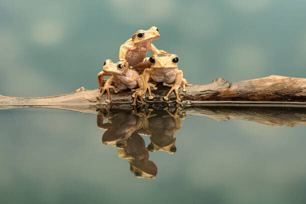 Gary Davis / 500px Plakát, Obraz - Close-up of borneo eared frogs, Gary Davis / 500px, 40 × 26.7 cm