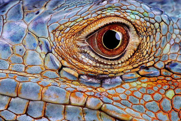 Hans Strand Plakát, Obraz - Iguana (Iguana iguana) eye, close-up, Hans Strand, 40 × 26.7 cm