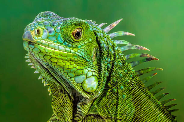 Barbara Motter Plakát, Obraz - Lizard 3, Barbara Motter, 40 × 26.7 cm
