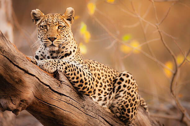 Jami Tarris Plakát, Obraz - A portrait of a leopard resting in a tree, Jami Tarris, 40 × 26.7 cm