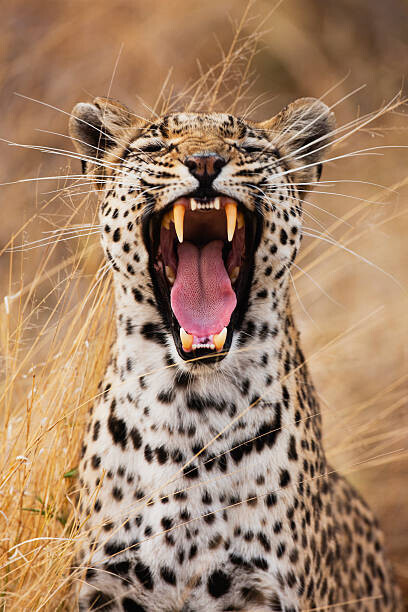 Jami Tarris Plakát, Obraz - A leopard yawning, close-up portrait, Jami Tarris, 26.7 × 40 cm