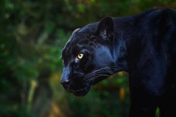 diegograndi Plakát, Obraz - Black Jaguar (Panthera onca) - Melanistic Feline, diegograndi, 40 × 26.7 cm