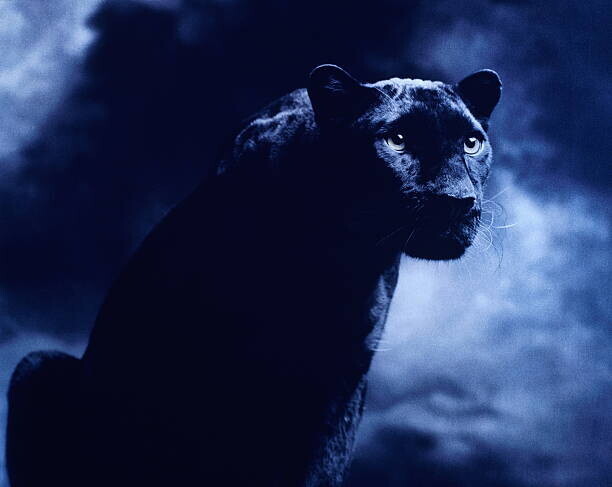 Peter Finch Plakát, Obraz - Black panther against dark background, studio shot, Peter Finch, 40 × 30 cm