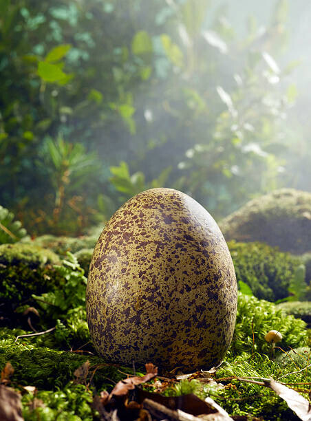 Jeffrey Coolidge Plakát, Obraz - Large Egg in Woods Setting, Jeffrey Coolidge, 30 × 40 cm