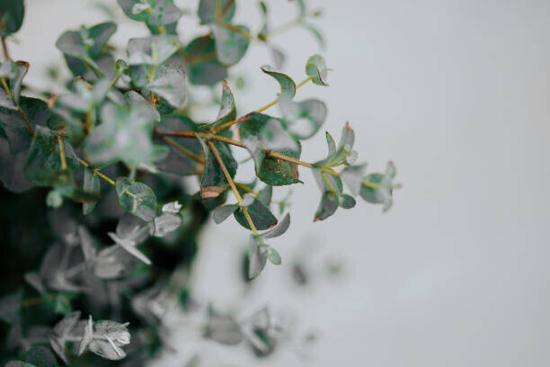 Carol Yepes Plakát, Obraz - potted eucalyptus gunni at home with copyspace, Carol Yepes, 40 × 26.7 cm