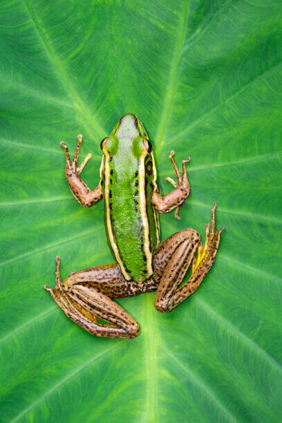yod67 Plakát, Obraz - Image of paddy field green frog, yod67, 26.7 × 40 cm