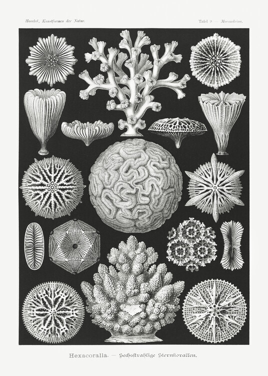 Ernst Haeckel Plakát, Obraz - Hexacoralla–Sechsstrahlige Sternkorallen (1904), Ernst Haeckel, 30 × 40 cm