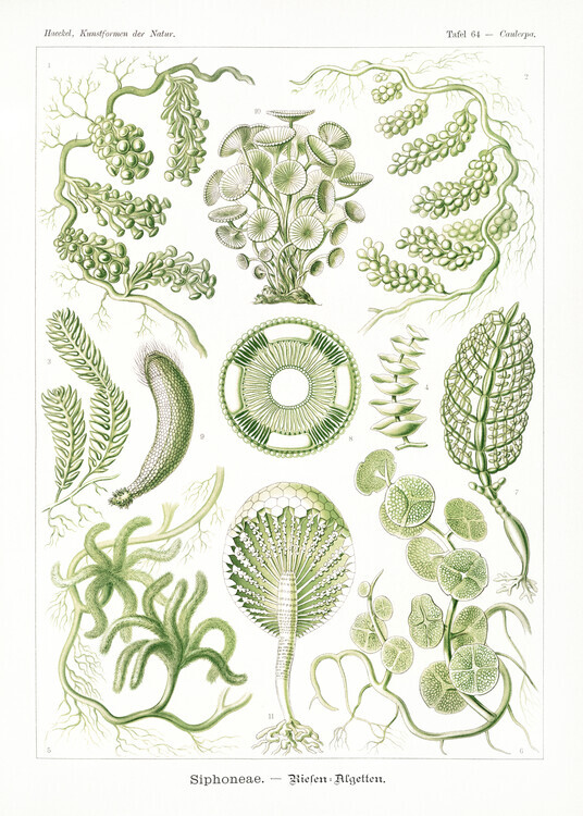 Ernst Haeckel Plakát, Obraz - Siphoneae–Riesen Algetten (1904), Ernst Haeckel, 30 × 40 cm