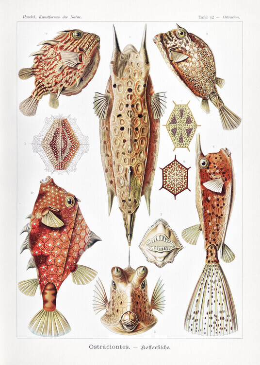 Ernst Haeckel Plakát, Obraz - Ostraciontes–Kofferfilche (1904), Ernst Haeckel, 30 × 40 cm