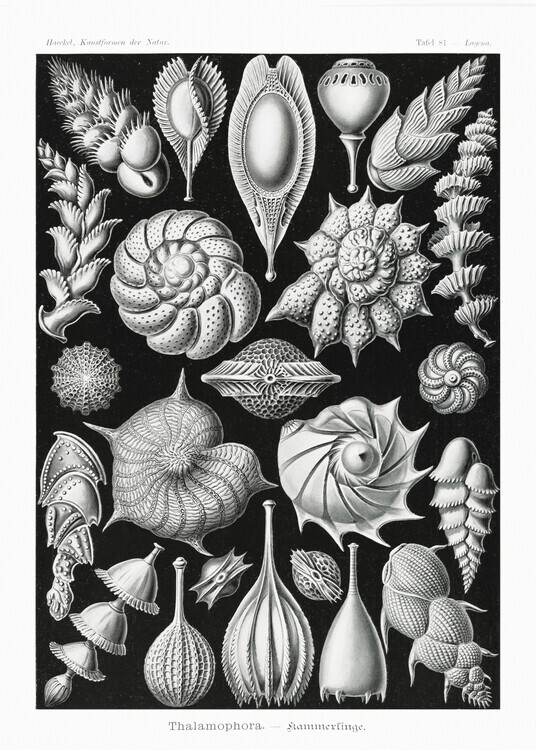Ernst Haeckel Plakát, Obraz - Thalamophora–Kammerlinge (1904), Ernst Haeckel, 30 × 40 cm