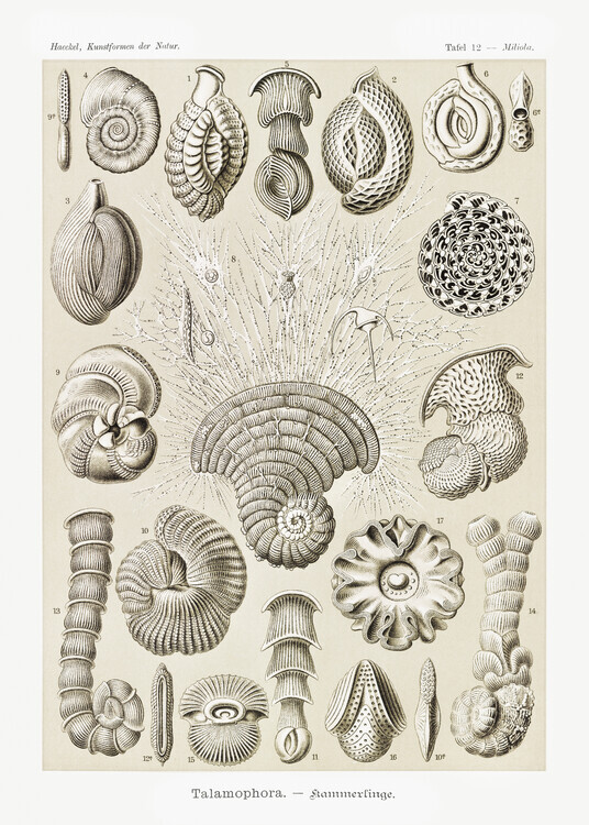 Ernst Haeckel Plakát, Obraz - Talamophora–Kammerlinge (1904), Ernst Haeckel, 30 × 40 cm