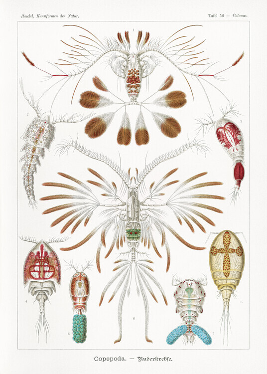 Ernst Haeckel Plakát, Obraz - Copepoda–Ruderkrebse (1904), Ernst Haeckel, 30 × 40 cm