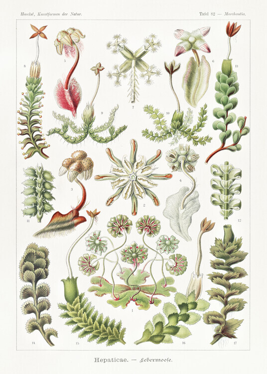 Ernst Haeckel Plakát, Obraz - Hepaticae–Lebermoose (1904), Ernst Haeckel, 30 × 40 cm