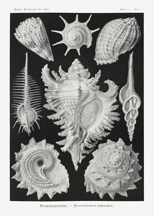 Ernst Haeckel Plakát, Obraz - Prosobranchia–Dorderkiemen Schnecken (1904), Ernst Haeckel, 30 × 40 cm