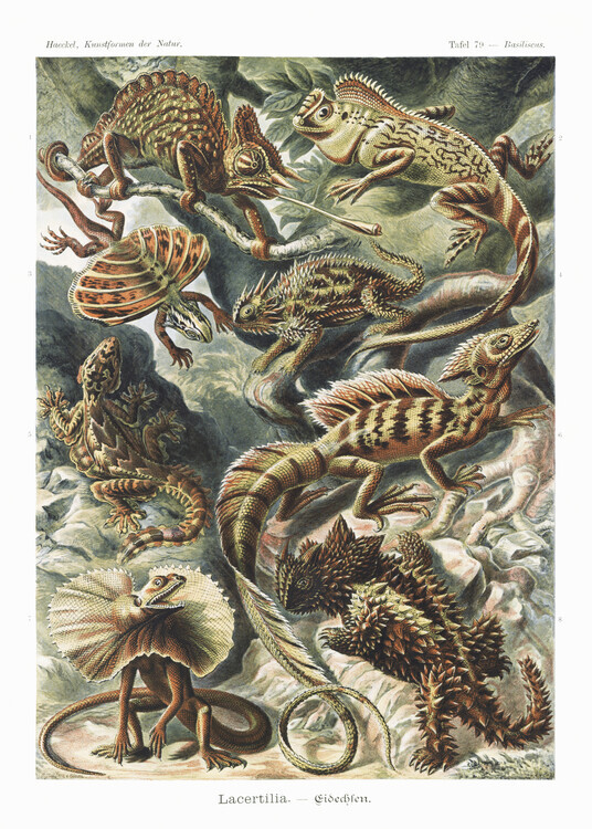 Ernst Haeckel Plakát, Obraz - Lacertilia–Eidechlen (1904), Ernst Haeckel, 30 × 40 cm