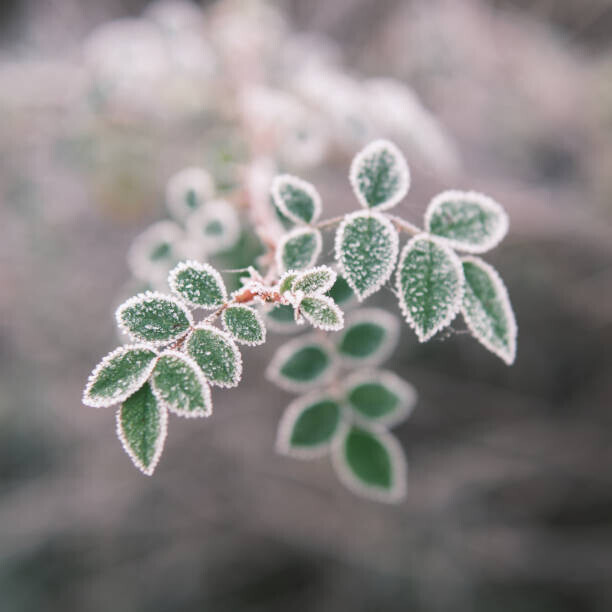 Giulio Donati / 500px Plakát, Obraz - Close-up of frozen plant, Giulio Donati / 500px, 40 × 40 cm