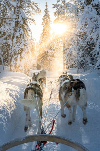 Roberto Moiola / Sysaworld Plakát, Obraz - Personal perspective of person dogsledding in, Roberto Moiola / Sysaworld, 26.7 × 40 cm