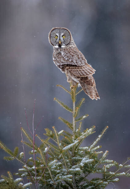 Scott Suriano Plakát, Obraz - Tree Top Great Gray Owl, Scott Suriano, 26.7 × 40 cm