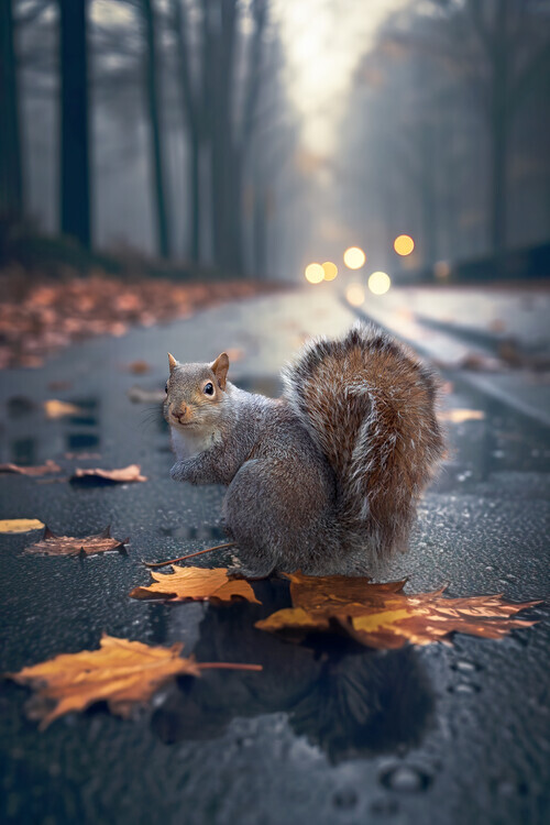 Marcel Egger Plakát, Obraz - Autumn Squirrel, Marcel Egger, 26.7 × 40 cm