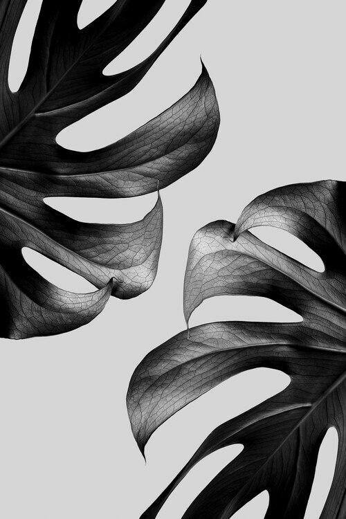 Studio Collection Plakát, Obraz - Monochrome Mostera, Studio Collection, 26.7 × 40 cm