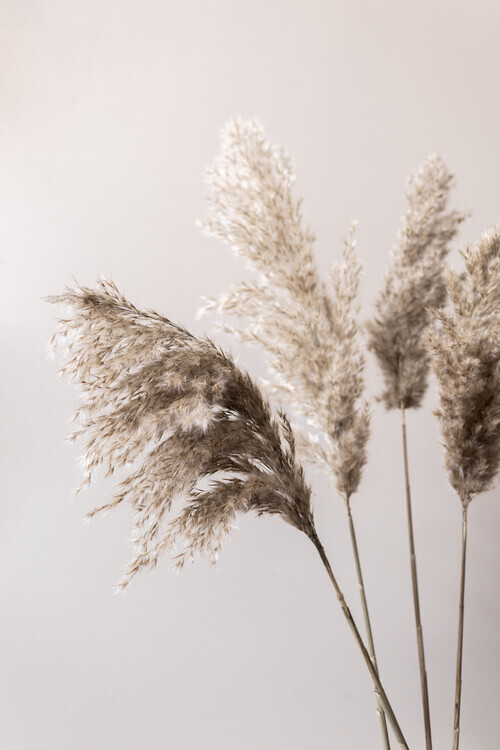 Mareike Bohmer Plakát, Obraz - Grass 24X, Mareike Bohmer, 26.7 × 40 cm