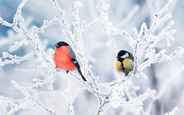 Nataba Plakát, Obraz - two birds bullfinch and titmice sit, Nataba, 40 × 26.7 cm