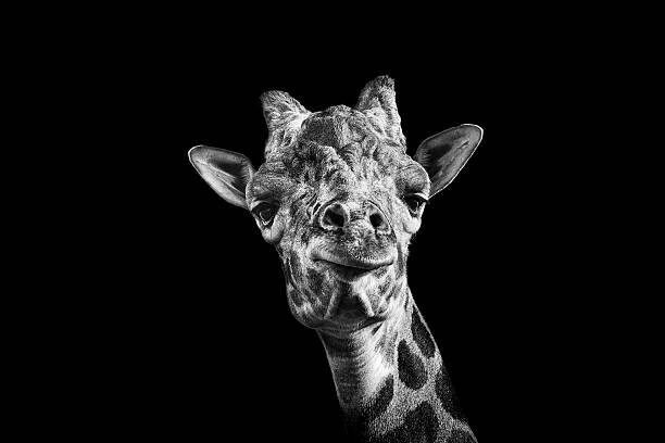 Malcolm MacGregor Plakát, Obraz - Giraffe in Black and White, Malcolm MacGregor, 40 × 26.7 cm